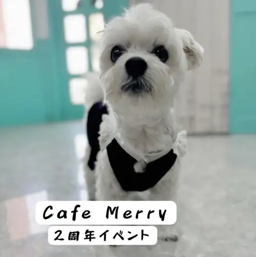 【◆感謝を込めた2周年記念イベント開催◆】愛犬にも嬉しいサービスをご用意！