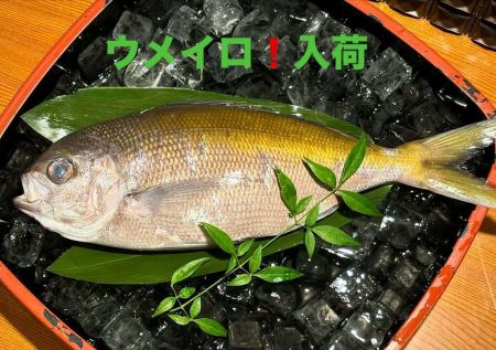 お刺身がおすすめ❗️