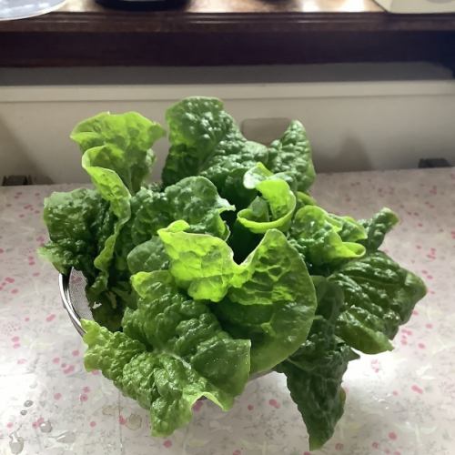 Lettuce raised by my aunt (no pesticides)