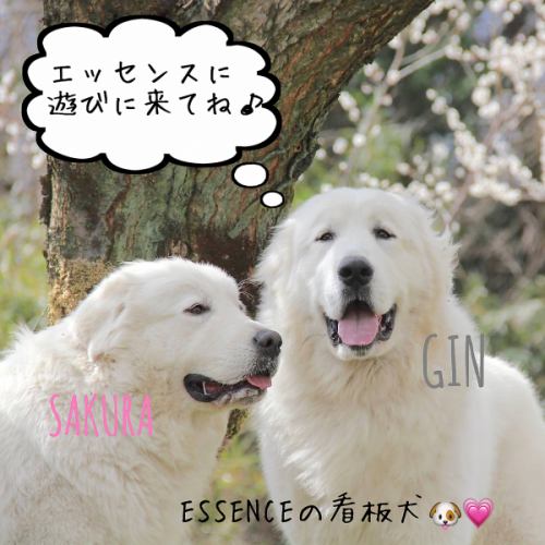 Essence can be visited with dogs!