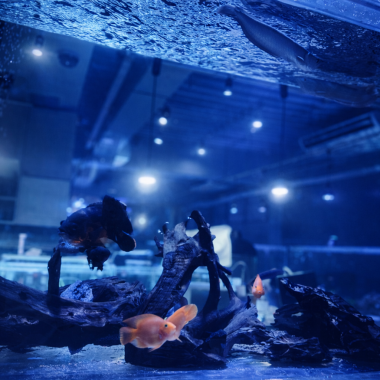 大型水槽を背に非日常感を感じられるカウンター席！おひとりさまでもどうぞ！