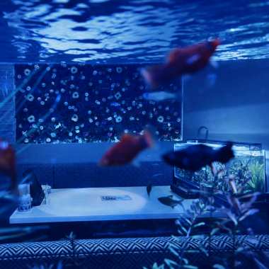 店内の中央から左側は淡水魚のネイチャーアクアリウムゾーン！様々なテーマで作り上げたレイアウト水槽が自慢！珍しいお魚も水族館に負けないくらい多種飼育しています！