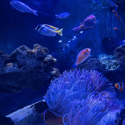 【ディナータイム】ラグジュアリー×アクアリウム空間