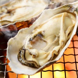 Oysters in the shell