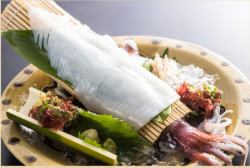 【お値打】島根県産 白いか姿造り