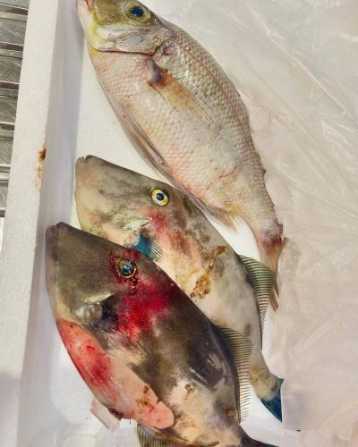 お盆明け、魚の入荷がまだ少ないですが、タマメ、ウマヅラハゲ、太刀魚、ハモ、白魚、イサキなどやってきてます！
ゆっくりお食事、飲みにいらしてください！

#福すし  #福すし大宮総本店 #福すしホワイティ梅田店 #ホワイティ梅田 #ホワイティうめだ  #梅田 #うめだ #梅田ランチ #梅田グルメ #梅田ディナー #福ずし #梅田ごはん　#梅田飲み　#すし　#寿し　#鮨　#鮨スタグラム　#鮨好きな人と繋がりたい　#寿司職人　#スシ　#寿司ランチ　#寿司好き　#寿司好きと繋がりたい　#寿司大好き　#大阪寿司　#梅田昼飲み　#梅田居酒屋　#梅田デート