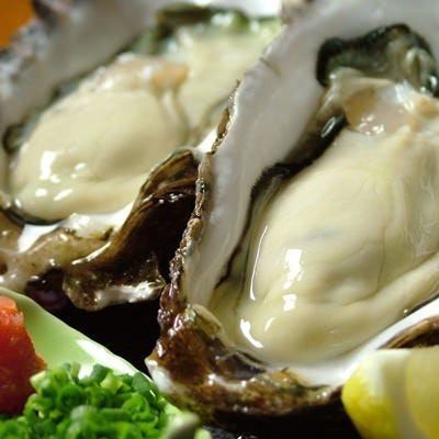 Extra large raw oysters in the shell, delivered directly from Hirota Bay Ryogae Fishing Port, Rikuzentakata City, Iwate Prefecture