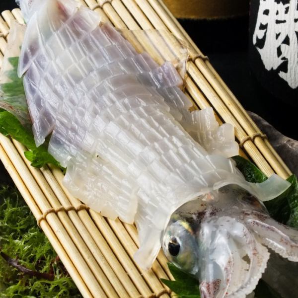 Sent directly from Yobuko! Live squid sashimi