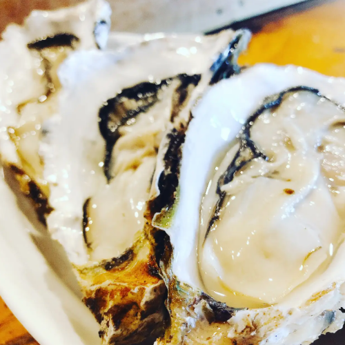 Raw oysters from Sanriku