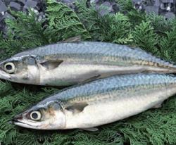 Mackerel sashimi