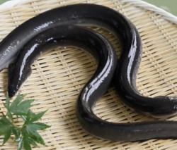 Osumi eel
