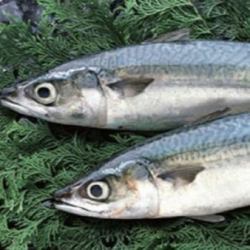 Mackerel sashimi