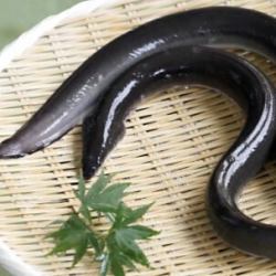 Osumi eel