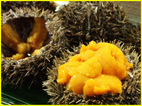 sea urchin sashimi