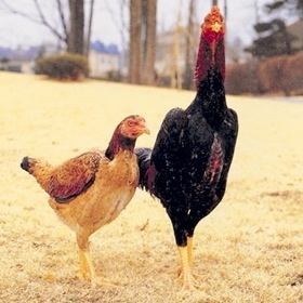奥深い旨みが最大限に引き出された「東京しゃも」