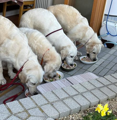 【완 제대로 식사】