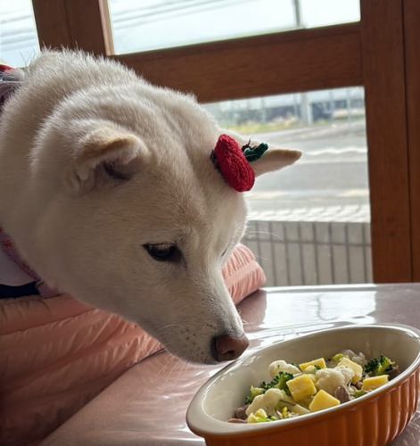 【ワンちゃんとお食事】