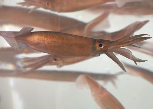 Hakodate specialty live squid