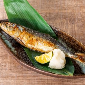 【絶品】青森県産 大トロいわし