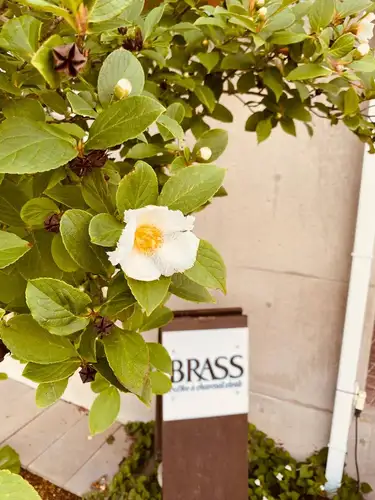 【シャラの花 花言葉】はかない美しさ / 哀愁:朝に咲いた花が夕方にはポトリと落ちてしまう「一日花」であることからだそうです。
毎日お掃除が大変ですが毎年初夏の恒例です。
#水戸グルメ #水戸ディナー #水戸ステーキ #水戸焼肉 #水戸レストラン