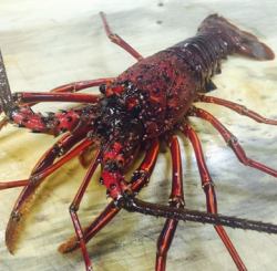 Lobster sashimi or grilled lobster shell