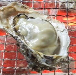 Oyster