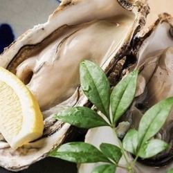 Fresh oysters from Miyagi Prefecture