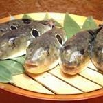 [Reservation required] Live tiger blowfish full course ☆ All-you-can-drink included ♪ 7,000 yen! (90 minutes LO/2 hours banquet)
