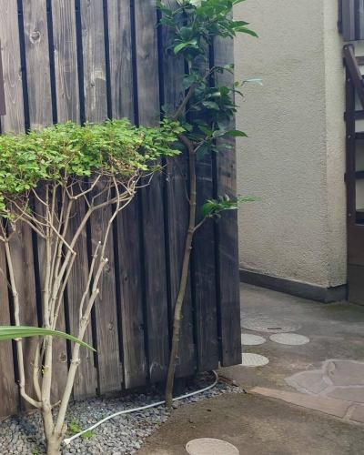 おはようございます😊️
このところの雨や温度、天気に囲まれて植物がすくすく育って後が怖い峡洛でございます。

定休日を明けて本日も「とろろそば」をはじめ、
色々な蕎麦で皆さまをお待ちしております。

#兵庫県 #神戸市 #東灘区 #阪神御影駅北側 #御影坂 #そば処 #御影 #峡洛 #阪神御影 #そば処御影峡洛 #神戸ランチ #東灘ランチ #御影ランチ #御影ランチで峡洛の蕎麦 #MikageNakamachiSoba