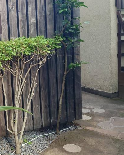 この定休日もたくさんの植物に休みなくお水やり。
ちょっと前に散水用の井戸ポンプが調子が悪くなってだいぶ枯れかけましたが強いですね。
一ヶ月くらいちゃんとお水をやれなかったのですが、なおった今はたくさん芽が出てきたり、新しい黒竹が出てきたりと夏が思いやられそうです。

そんな当店はまた、いつも通り明日水曜日から営業ですので、また成長ぶりを見に来てくださいね。

#定休日 #兵庫県 #神戸市 #東灘区 #阪神御影駅北側 #御影坂 #そば処 #御影 #峡洛 #MikageNakamachiSoba #阪神御影 #そば処御影峡洛