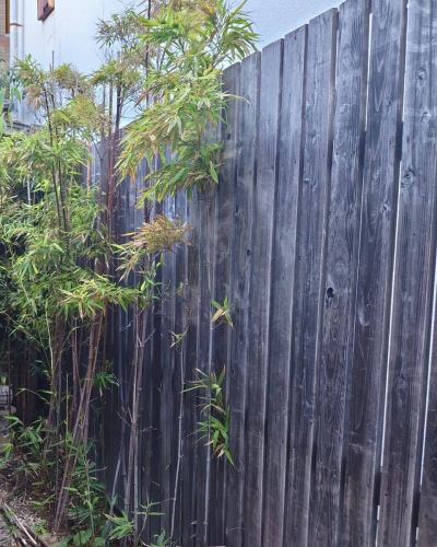 この定休日もたくさんの植物に休みなくお水やり。
ちょっと前に散水用の井戸ポンプが調子が悪くなってだいぶ枯れかけましたが強いですね。
一ヶ月くらいちゃんとお水をやれなかったのですが、なおった今はたくさん芽が出てきたり、新しい黒竹が出てきたりと夏が思いやられそうです。

そんな当店はまた、いつも通り明日水曜日から営業ですので、また成長ぶりを見に来てくださいね。

#定休日 #兵庫県 #神戸市 #東灘区 #阪神御影駅北側 #御影坂 #そば処 #御影 #峡洛 #MikageNakamachiSoba #阪神御影 #そば処御影峡洛