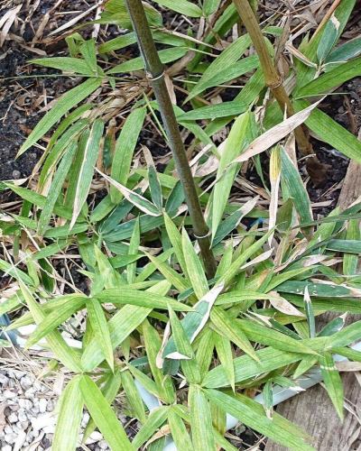 庭の植物がスクスク育つ季節🍃 黒竹の陰でそばを食べれば、休日がもっと特別に！次回の営業は水曜日！ #蕎麦屋 #緑の時間