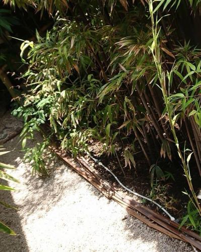 庭の植物がスクスク育つ季節🍃 黒竹の陰でそばを食べれば、休日がもっと特別に！次回の営業は水曜日！ #蕎麦屋 #緑の時間