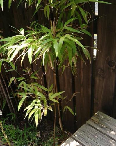 庭の植物がスクスク育つ季節🍃 黒竹の陰でそばを食べれば、休日がもっと特別に！次回の営業は水曜日！ #蕎麦屋 #緑の時間