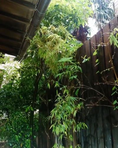 ☀️ 6月18日，阳光明媚，我们去了荞麦面店“御影京乐”！
山药泥荞麦面（980日元）有山药的味道，很清爽🍴
您可以从阳台座位欣赏黑竹园。
在下沉式被炉吧台享受奢华！

#御影午餐 #御影中町荞麦面 #神户荞麦面
#御影午餐的京乐荞麦面#阪神御影站北侧#御影坂