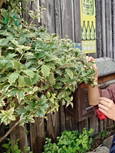 11/30（日）今日も11時から開店！

クリスマス仕様の店をしようと試行錯誤🎄 
久保田 萬寿 & 野口尚彦研究所等の日本酒もご用意しております。
座敷で鴨つけめん等いかがですか？

今日も11:00～21:00（L.O.）通し営業 
ランチからディナーまでいつでもどうぞ

#御影峡洛 #鴨つけめん #久保田萬寿 #クリスマス2025 #通し営業神戸 #MikageNakamachiSoba 
#阪神御影駅北側 #御影ランチで峡洛の蕎麦 #御影ランチ