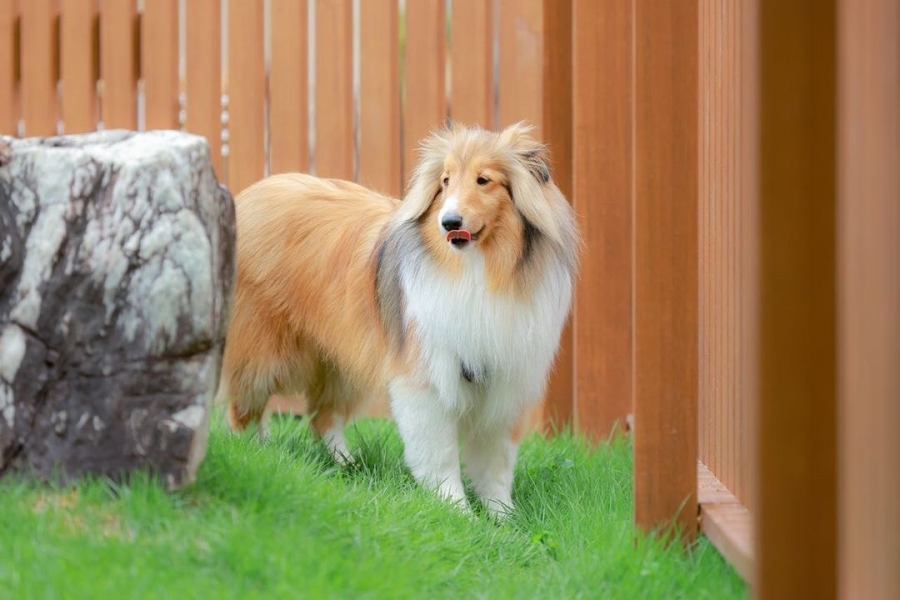 [A garden where dogs can play freely] We have a garden where dogs can play freely.Note: To use the Dog Garden or Terrace Seats, you will need to provide proof of vaccination against combination and rabies vaccines (validated within the past year) and pay the usage fee.Thank you for your preparation.