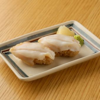 つぶ貝[海底の螺旋宝]