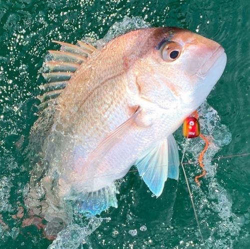 瀬戸内鮮魚でおもてなし