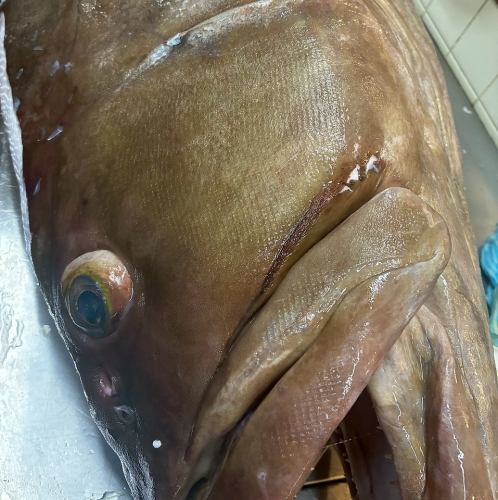 53kg Tokushima grouper has arrived!