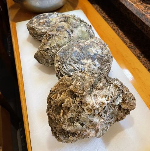 Extra large rock oysters from Tokushima Prefecture have arrived!