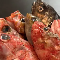 各種時令鮮魚
