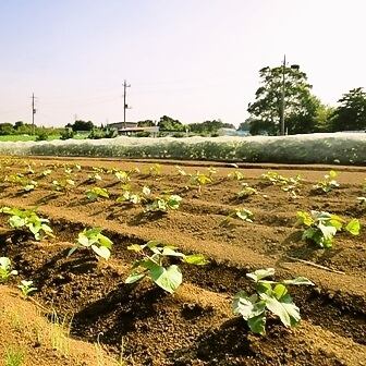 100年続いている八百屋が贈る、旬野菜の料理をご堪能下さい