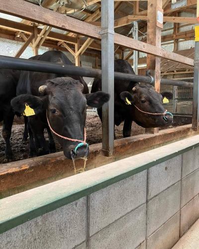 この度、広島県主催の比婆牛フェアに参加させていただくことになりました。今回は12月、1月が期間となります。

8月に県北の庄原市に見学に行き、牧場の方のお話を聞いたり牛を見たりしました。

比婆牛の脂は融点が低いので冷製の料理にもむきますが、やはりメイン料理にしました。

モモ肉はシンプルなロースト、スジと香味野菜で作ったソース
県産の牡蠣入り香草バターソースとベビーリーフで牛が食べる草を表現し、肥育させるために与える穀物をとうもろこし粉で作るポレンタで表現しました。

こちらは夜の11,000円のコースで提供いたします。
年明けからは通常の8,800円のディナーに追加1,500円で変更できます。

この機会に是非比婆牛を味わってください！！

ラルエット　上本

#比婆牛
#広島ランチ　
#広島ディナー