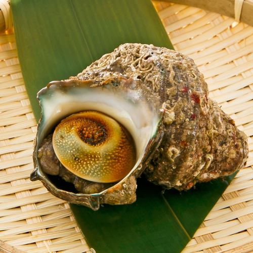 1 Turban shell jar-grilled / 1 Surf clam shell-grilled