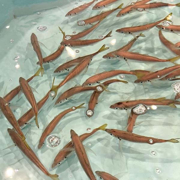 アジをメインの釣り堀！！