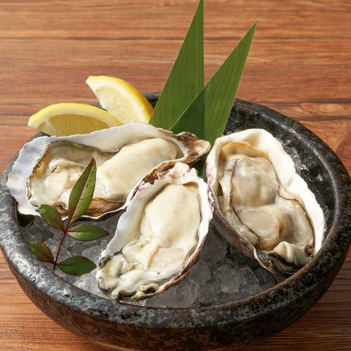 Kushiro Kombumori Senpoto raw oyster <1>