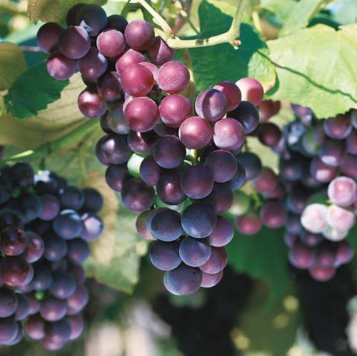 北海道ワインは葡萄造りから ！