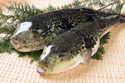 【極限套餐】含無限暢飲9,000日元★老虎河豚泡菜、辣椒火鍋、魚白、5種野生魚 *限時*前一天預約