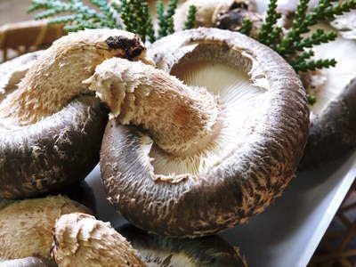 Jumbo Shiitake mushrooms grilled on lava